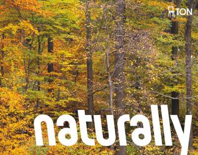 : Merano Chair - Natural Oak - Veneer Seat - by TON